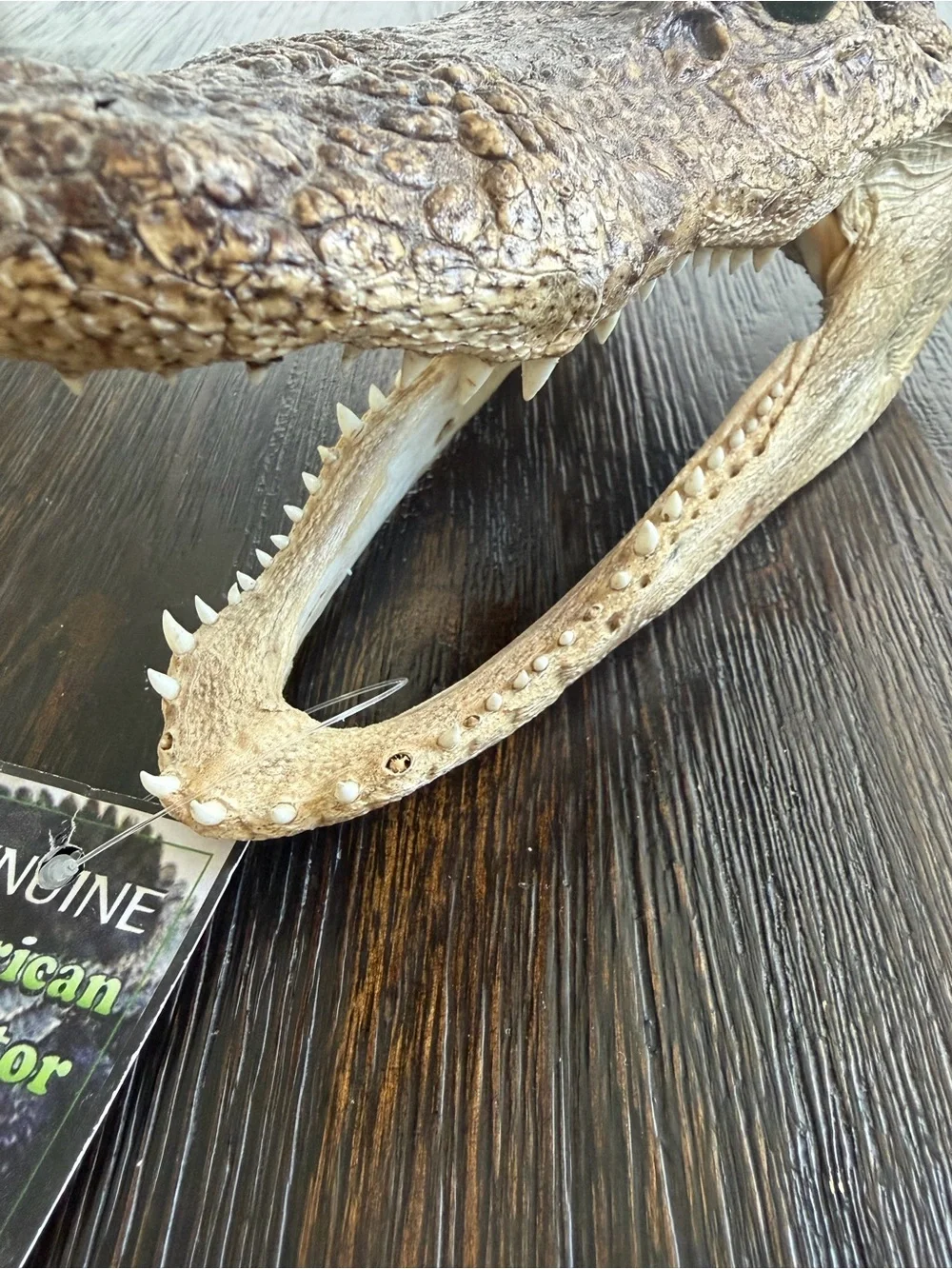 Genuine Alligator Skull Terrarium Accent - Brown with Green Eye